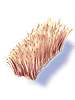 Wild_Boar's_Mane