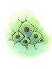 Single_Cell