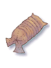 Earthworm_Peeling