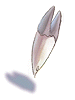 Sharpened_Cuspid