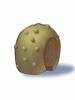 Round_Shell