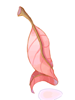 Red_Herb