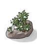 Dew_Laden_Moss