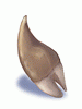 Ogre_Tooth
