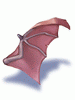 Wing_Of_Red_Bat