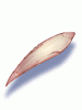 Claw_Of_Rat