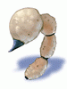 Tail_Of_Steel_Scorpion