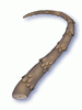 Tough_Scalelike_Stem