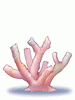 Coral_Reef