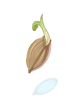 Germinating_Sprout