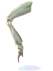 Long_Limb