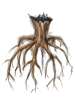 Tree_Root