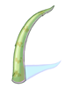 Pointed_Scale