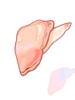 Flesh_Of_Clam